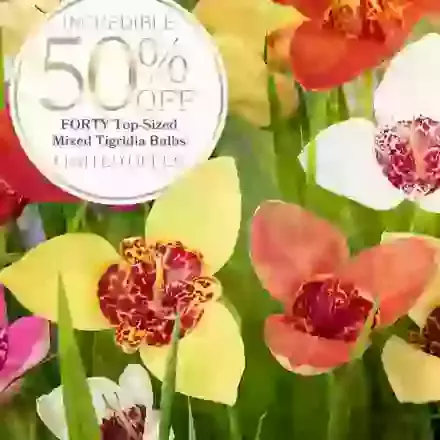 40 Tigridia Special Offer 50 Percent Off